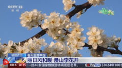 沉浸式感触感染春日花海奇特魅力 “赏花经济”