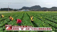 万象“耕”新进行时 蔬菜抢“鲜”7小时从湖南中