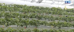 从保守粮食做物到特色经济做物 聪慧农业朝气蓬