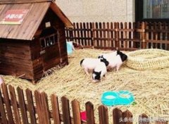 农场冬季上什么项目赔本